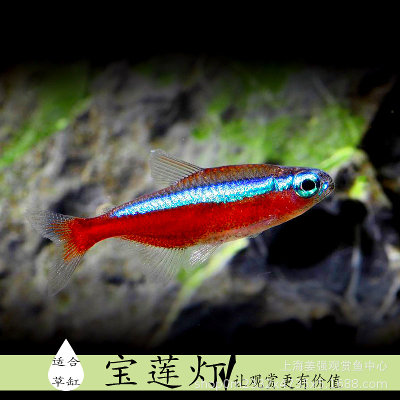 宝莲灯灯笼鱼红绿灯小型灯缸水草缸群游淡水鱼热带观赏鱼斑马批发
