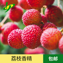 品研食品科技 增香调味荔枝香精较甜的荔枝香气电子烟油香精