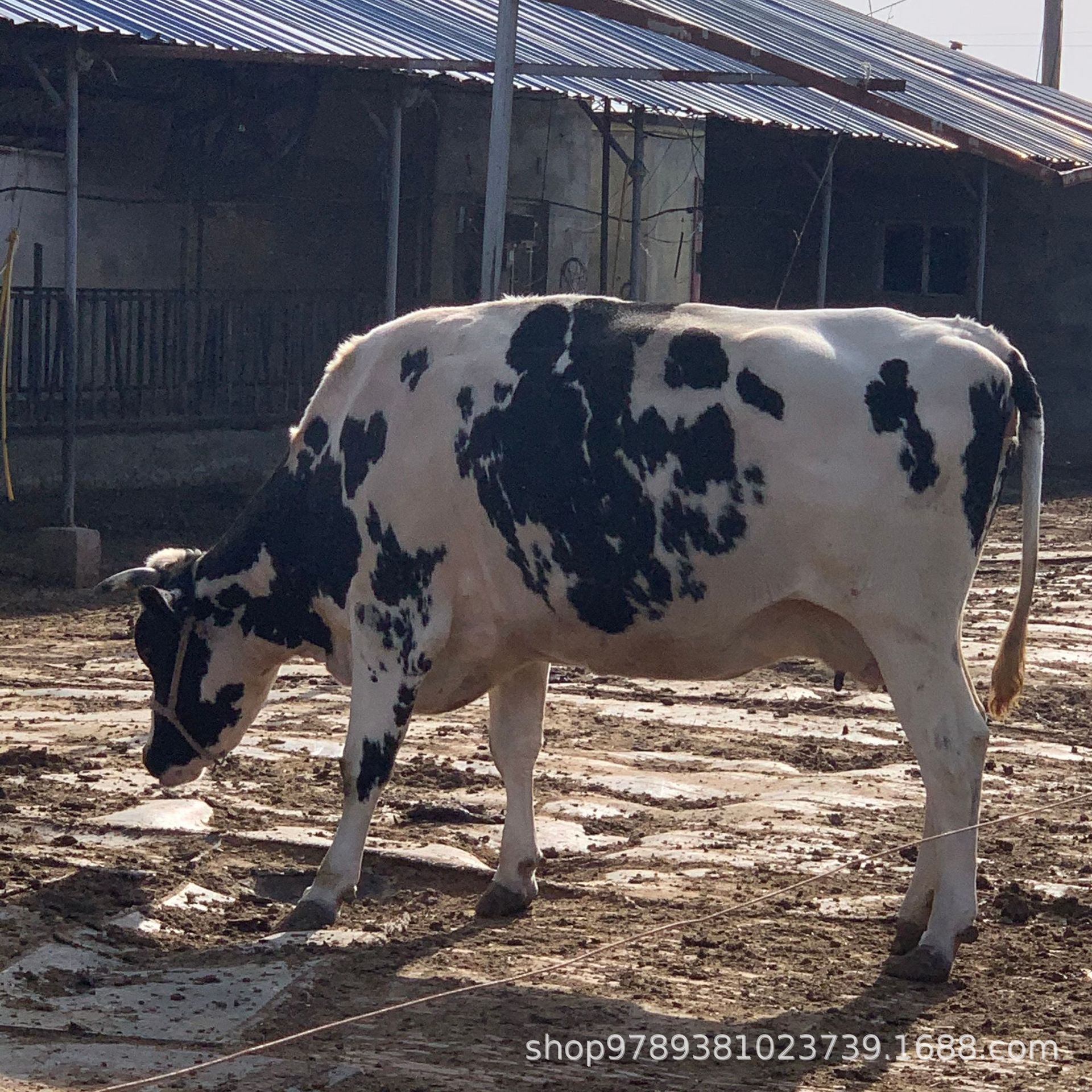 哪里有卖奶牛的高产奶牛牛犊产奶的牛产奶量高奶牛养殖场