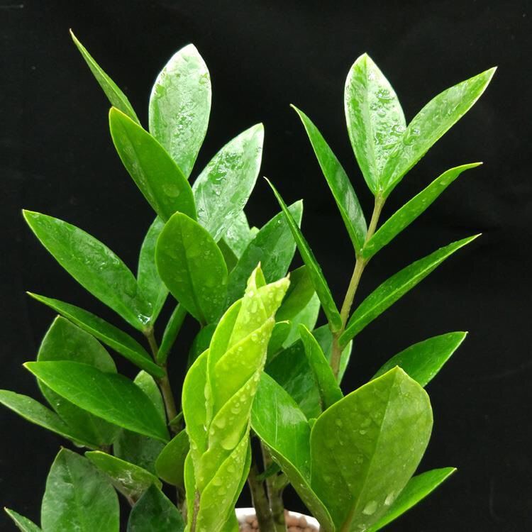 【聚财树】金钱树盆栽四季长青钱串子室内办公招财树发财树包成活