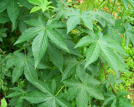 甜叶悬钩子苷20% rubusoside cas#64849-39-4 甜茶提取物1kg起售