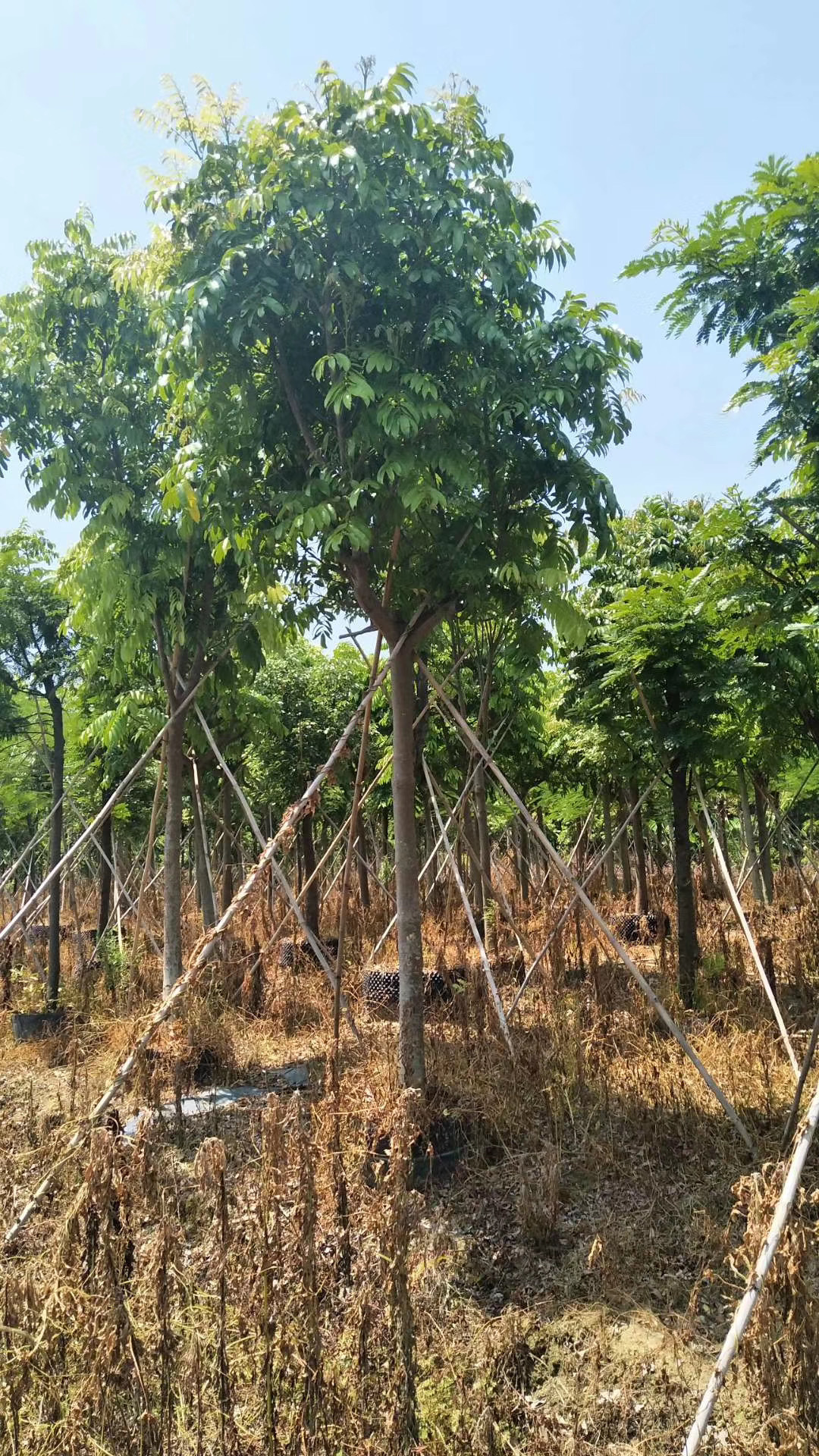 仁面子树 仁面 银莲果 园林道路公园绿化用苗