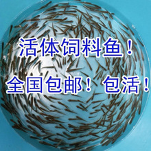 活鱼饲饵鱼麦穗鱼小鱼苗喂龙鱼罗汉鳄龟开口饲料鱼淡水鱼杂鱼