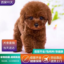 纯种泰迪犬幼犬活体出售长不大茶杯犬泰迪幼犬贵宾家养宠物狗泰迪