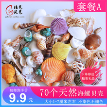 ZB6M批发推荐天然贝壳海螺套餐B卷贝鱼寄居蟹壳鱼缸装饰珊瑚手工