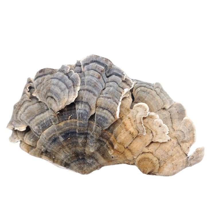 长白山野外采集生长 白底云芝 云芝蘑云朵灵芝不苦非种植500克