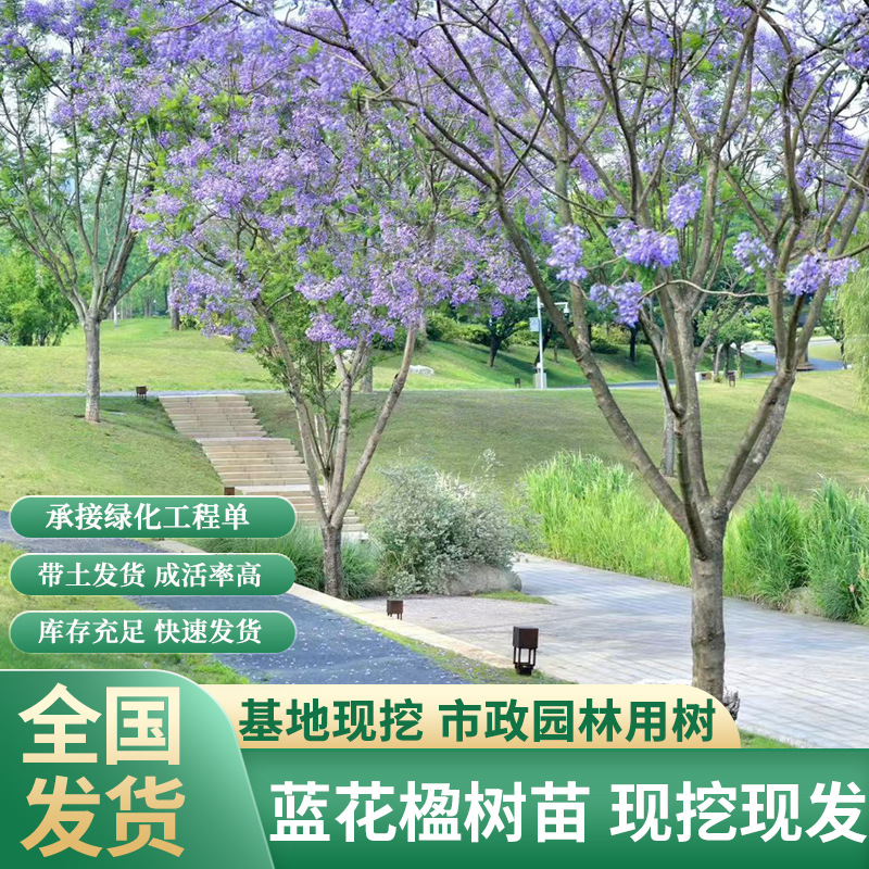四川成都苗圃现货绿化苗木蓝花楹树苗蓝雾树风景树全国发行道树