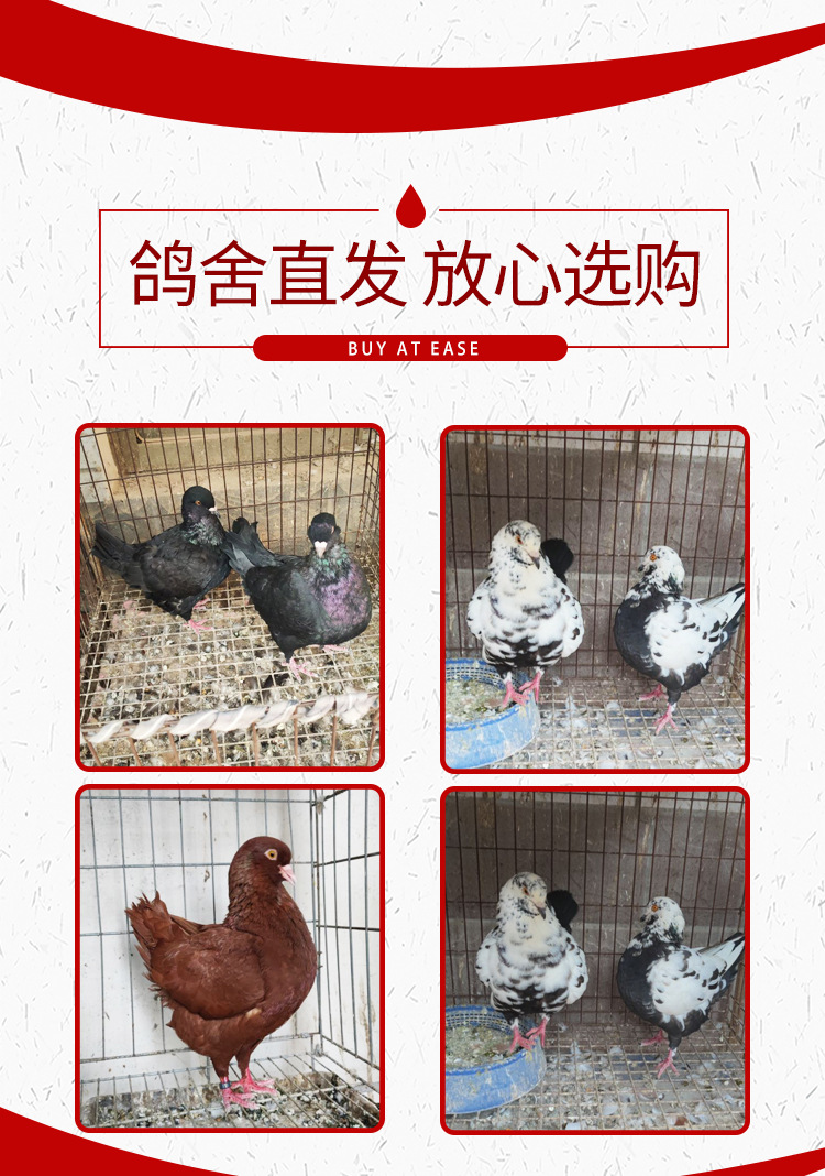 元宝鸽一对多少钱 落地王鸽子 卡奴鸽 元宝鸽子青年 观赏鸽批发