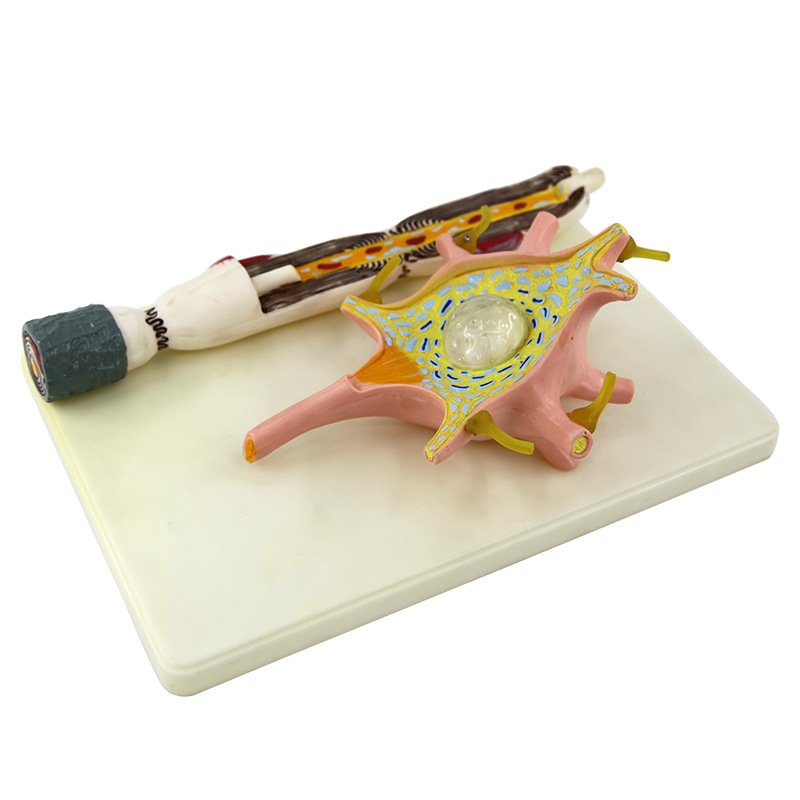 人体自主神经元胞体和神经纤维结构放大解剖模型医用大脑解神经科