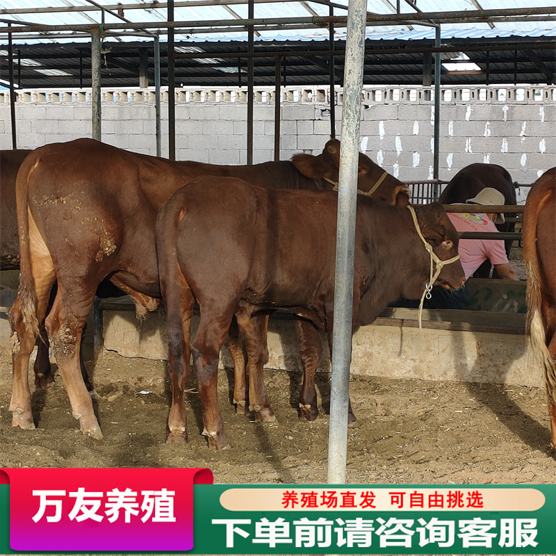 改良小牛犊 杂交小肉牛犊利木赞牛养殖场利木赞牛杂交小牛苗-阿里巴巴