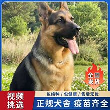 双血统纯种德牧幼犬活体德国牧羊犬赛级活泼聪明平背德牧看家护院