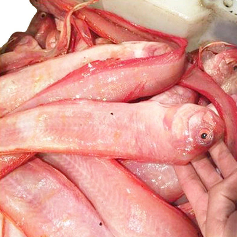 红带鱼新鲜生鲜赤刀鱼鲜活速冻酒店批发海鲜红色海鱼【量大从优】