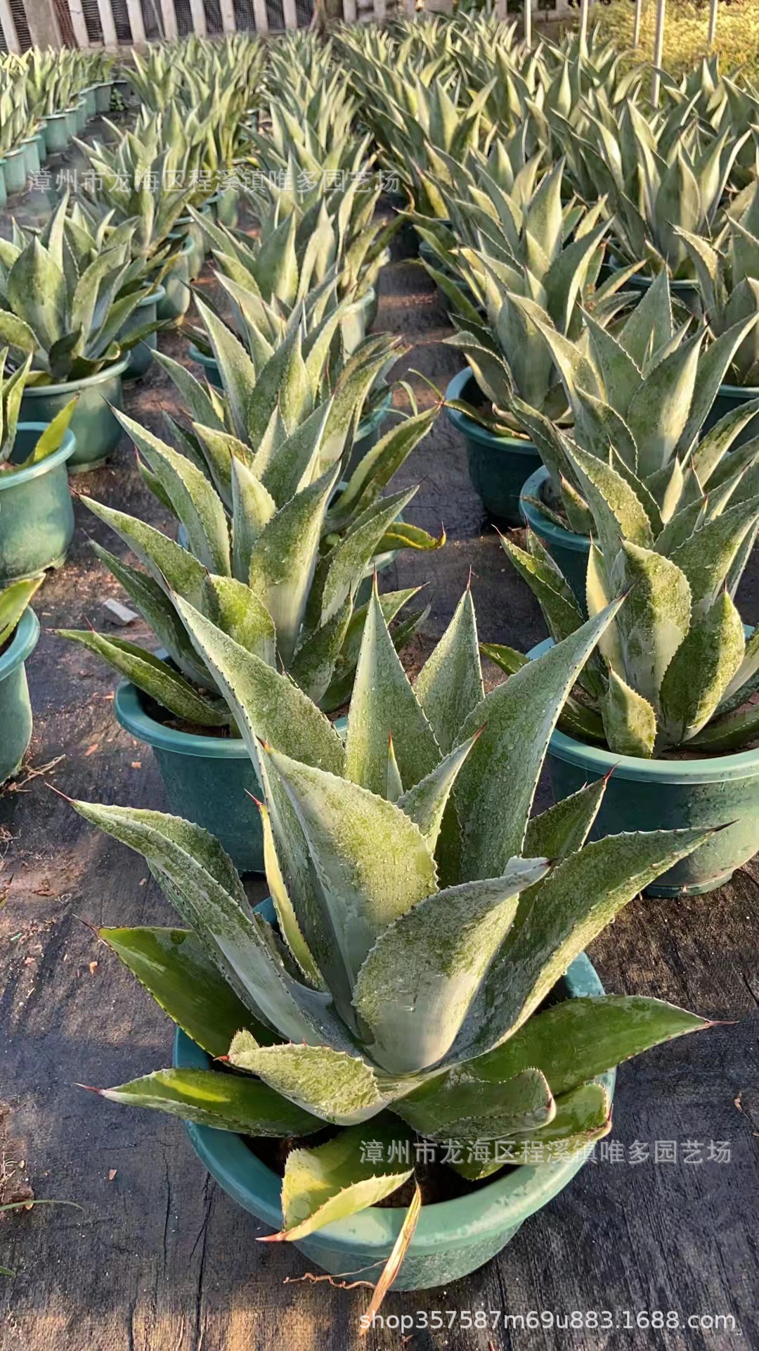 大型龙舌兰翡翠盘水晶宫皇冠 多肉植物景观沙生植物仙人掌 仙人球