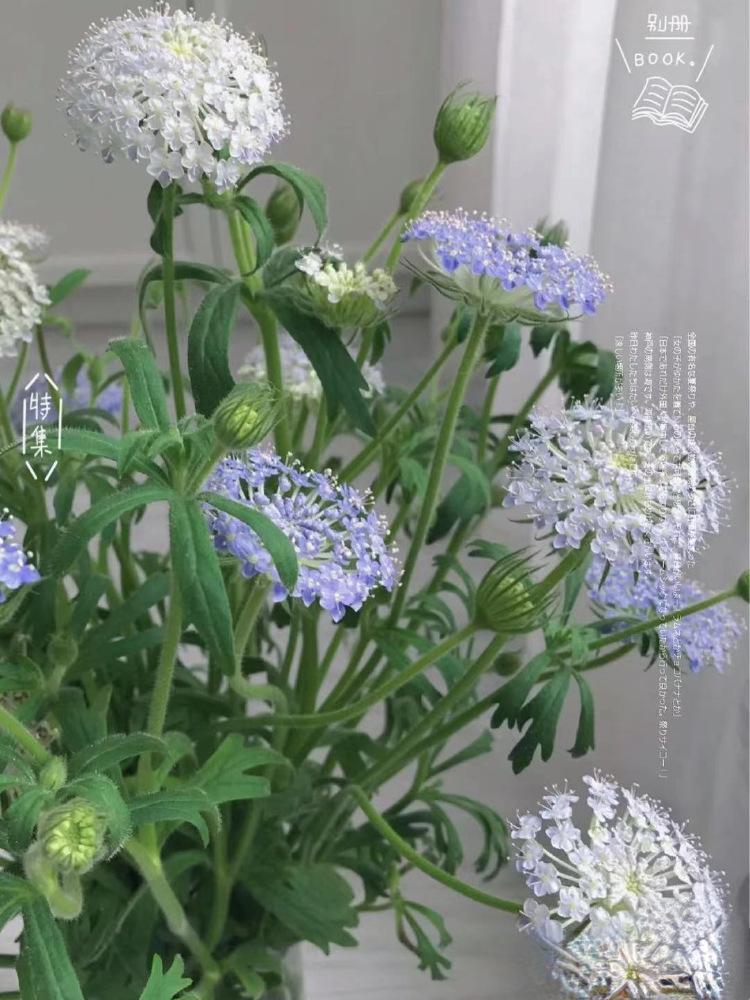 翠珠花云南鲜花基地直发鲜切花家用水养插花花束同城速运顺丰空运