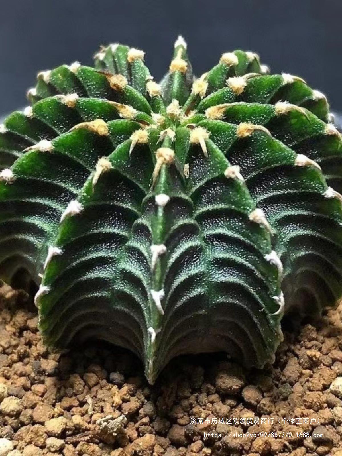 泰国肋骨牡丹仙人球新款开花球办公室内防辐射窗口多肉植物-阿里巴巴