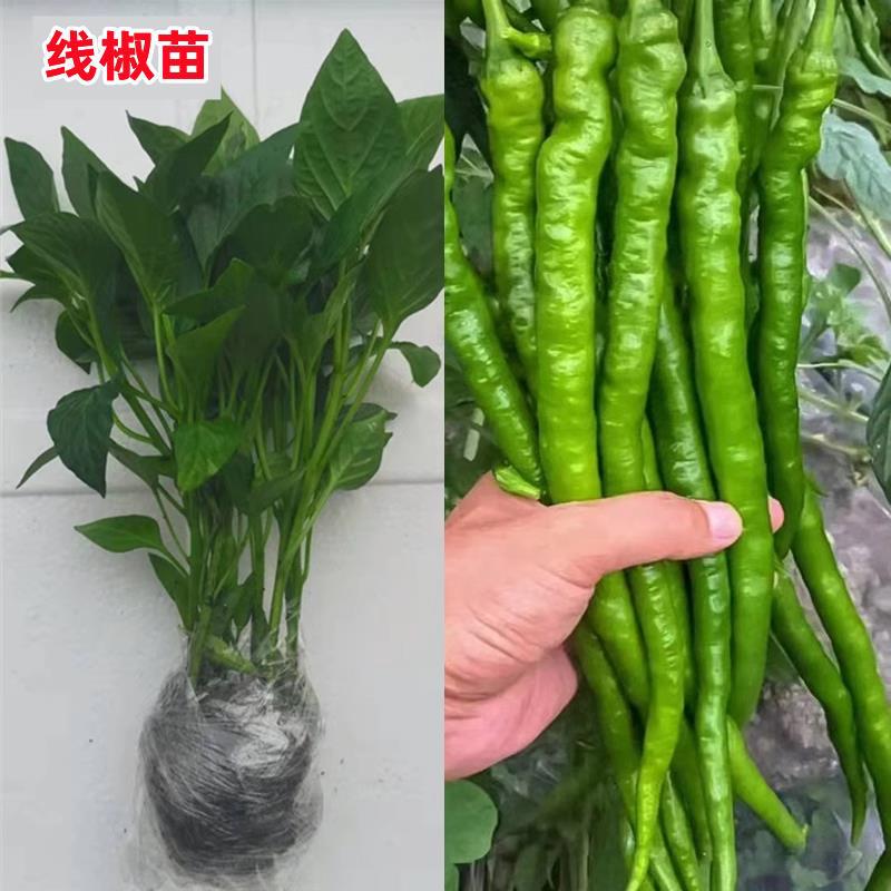 高产线椒辣椒苗长青椒尖椒二荆条南方春季菜种籽子孑盆栽蔬菜苗秧