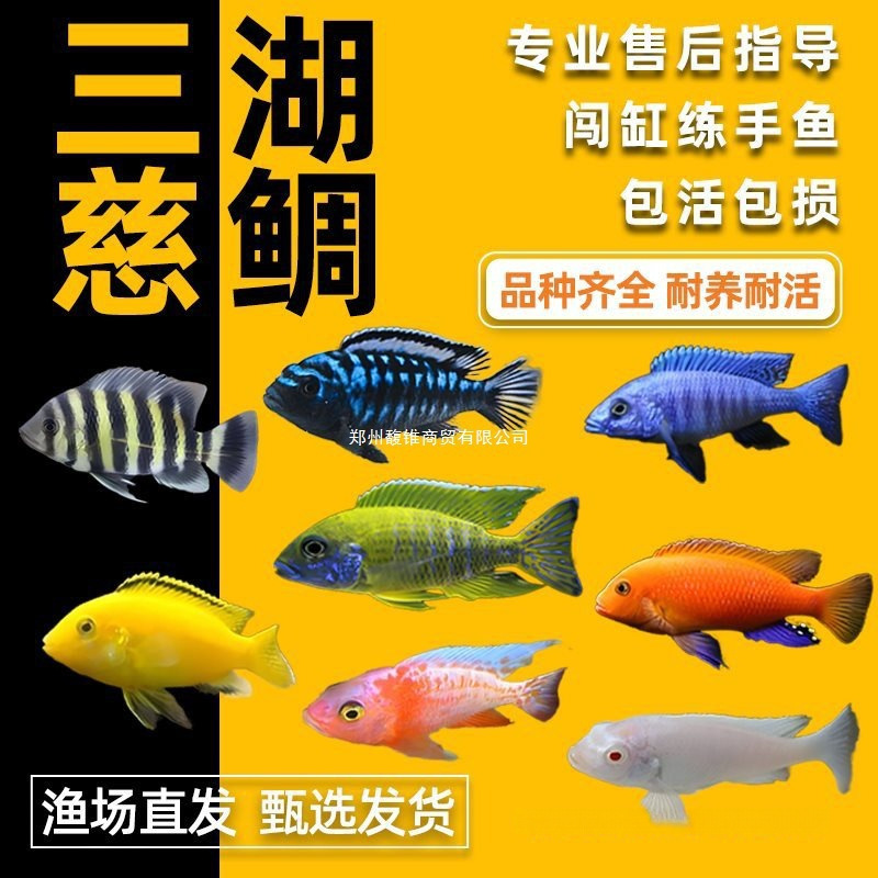 三湖慈鲷鱼马鲷非洲王子凤凰鱼活体淡水中小型耐养易活热带观赏鱼