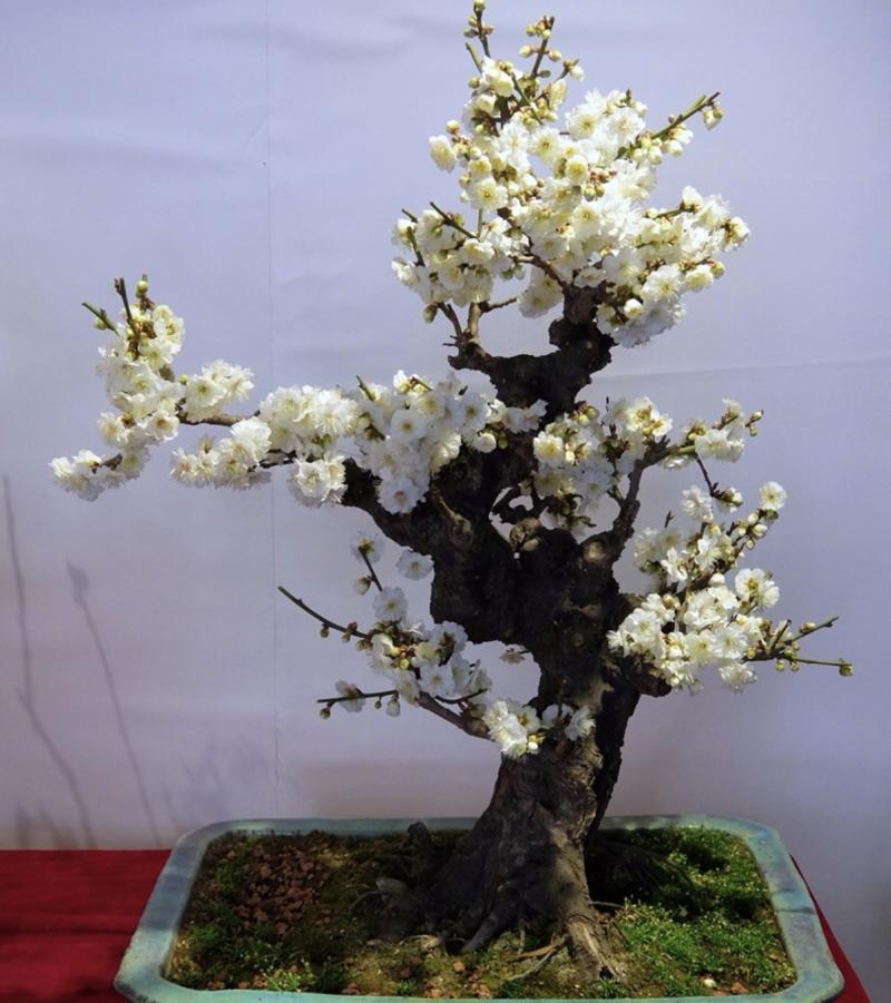 实物 梅花盆景老桩 原生绿梅玉蝶梅宫粉梅 室内耐寒花卉绿植盆栽