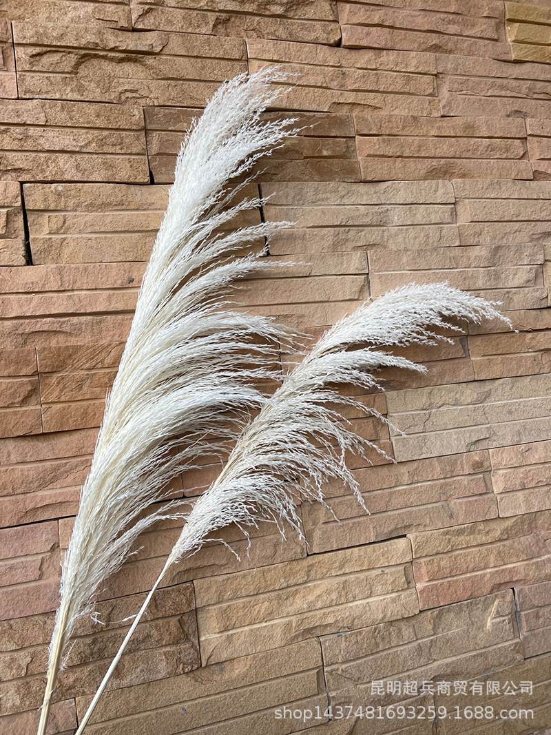 【漂白芦竹】米白大芦苇铁杆芦苇婚庆用花出口外贸蒲苇