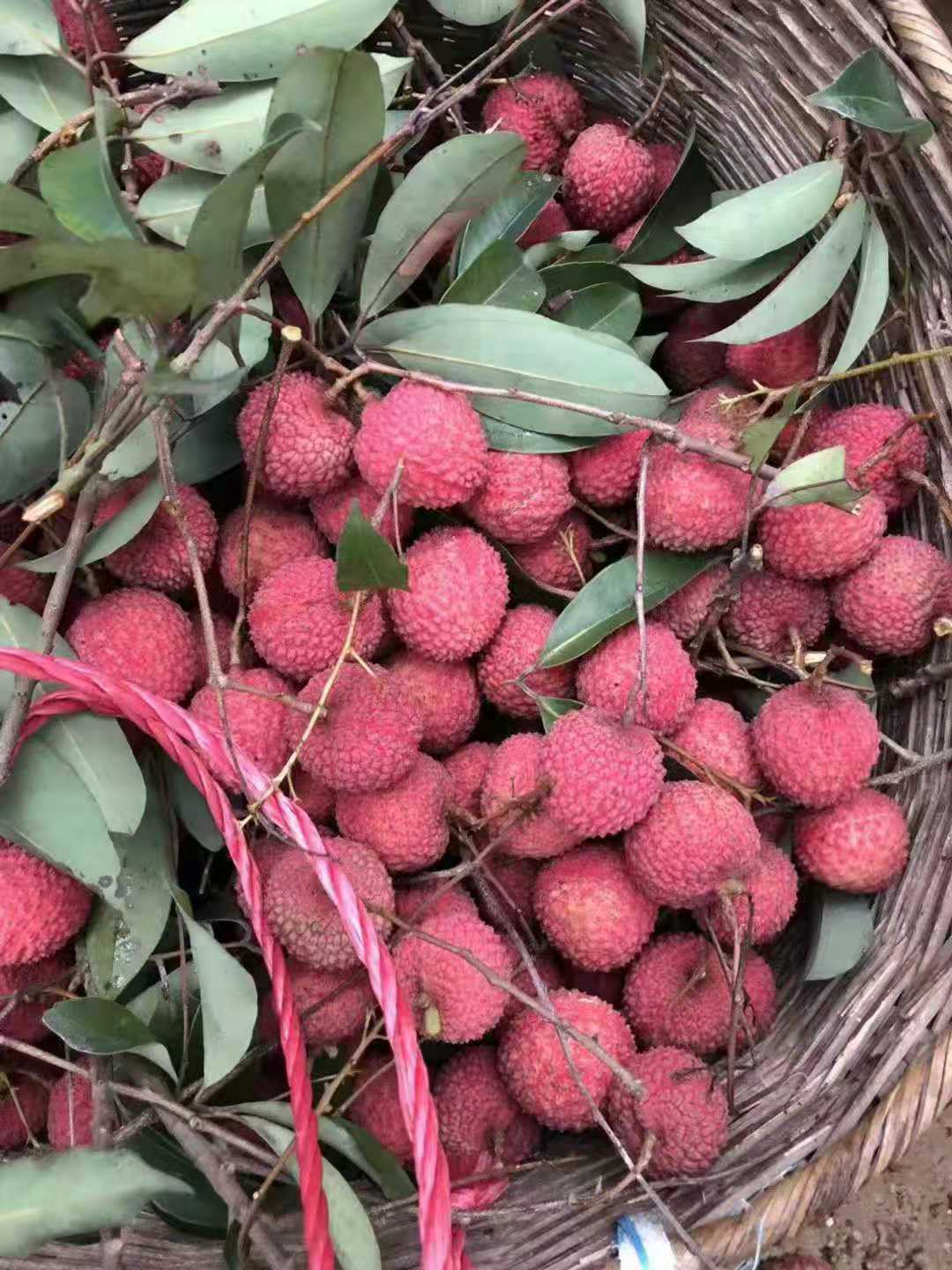 正宗从化荔枝小核籽桂味 鸭头绿 现摘现卖 广东顺丰包邮 一件代发