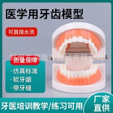 牙齿模型 口腔模型 幼儿园牙教模型小牙模批发 批发口腔材料