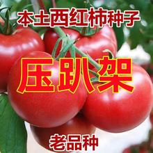 高产大番茄种子超甜超大红大果沙瓤西红柿种子高温蔬菜瓜果种