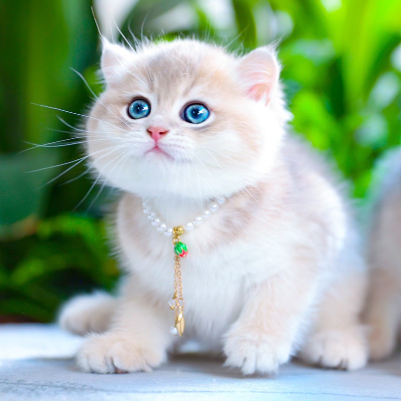 纯种蓝金渐层宠物幼猫血统英国短毛猫活体小猫活物英短猫紫金渐层