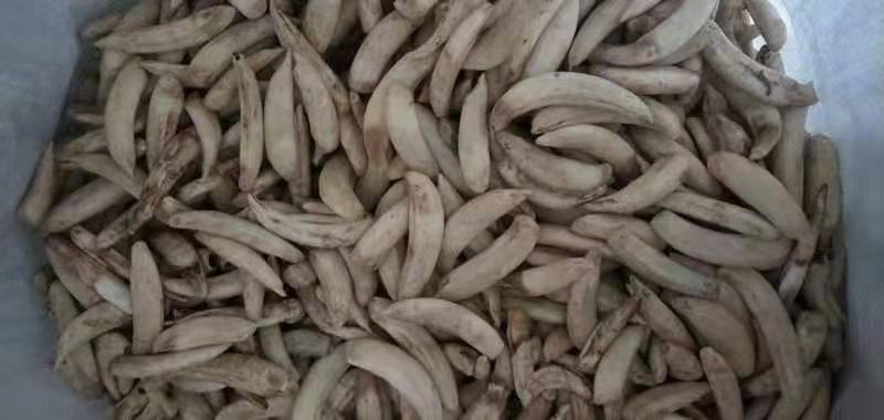 猪牙 猪门牙 猪獠牙 仿象牙珠子原料 古玩景区货源 项链手链原料