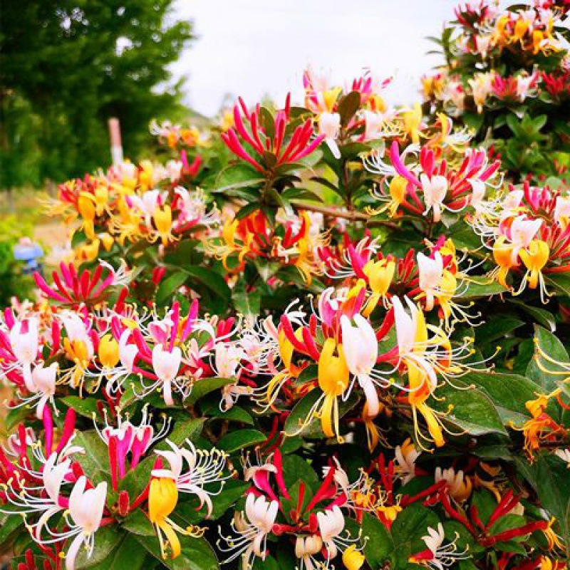 金银花树爬藤植物黄白金银花树苗食用白红盆栽鸳鸯藤四季开花常青