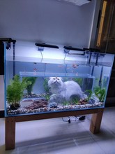 猫咪互动鱼缸可钻异型鱼缸观赏造景鱼缸超白玻璃逗猫鱼缸