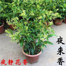 夜来香花树苗浓香九里香夜来香盆栽绿植花卉植物室内花苗当年开花