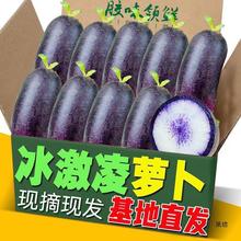 冰激凌萝卜冰糖心水果潍坊山东产直发新鲜胶东紫紫美人一件批发