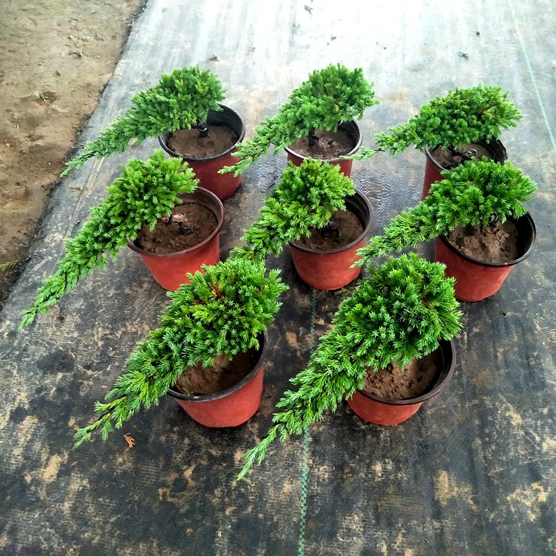 迎客松地柏新西兰珍珠柏铺地柏造型盆景庭院苗耐寒四季常青绿化苗