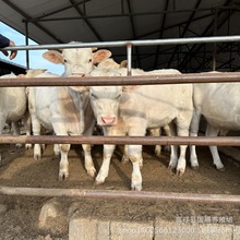 西门塔尔牛吃什么饲料 肉牛犊什么品种的容易养殖 黄牛 夏洛莱牛