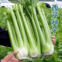 芹菜种籽皇冠皇后西芹种籽香芹无筋实心西芹蔬菜种子高产四季包邮