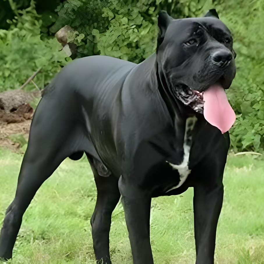 纯种卡斯罗犬活体纯黑色看家护院大型猛犬双血统短毛帅气卡斯罗