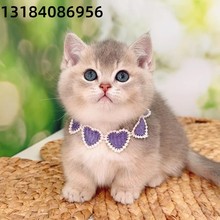 英短猫活物 金吉拉活体幼猫 金渐层猫活物 纯蓝猫活体 美短猫活物