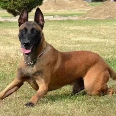 犬舍直销马犬幼犬纯种活体幼崽 比利时马犬警犬护卫犬 看家护院狗