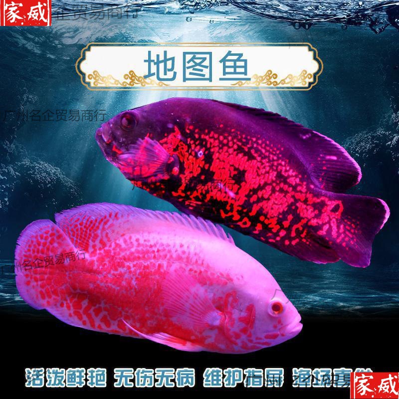 地图鱼观赏鱼大型热带淡水鱼白地图鱼黑地图鱼活猪仔鱼元宝鹦鹉鱼