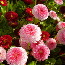 进口雏菊塔苏种子庭院多年生喜冷凉耐寒花卉种籽室外四季播种开花