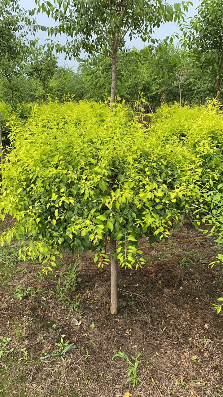 东北辽宁耐寒苗木 金叶卫矛球 桃叶卫矛金叶丝棉木树球批发价格