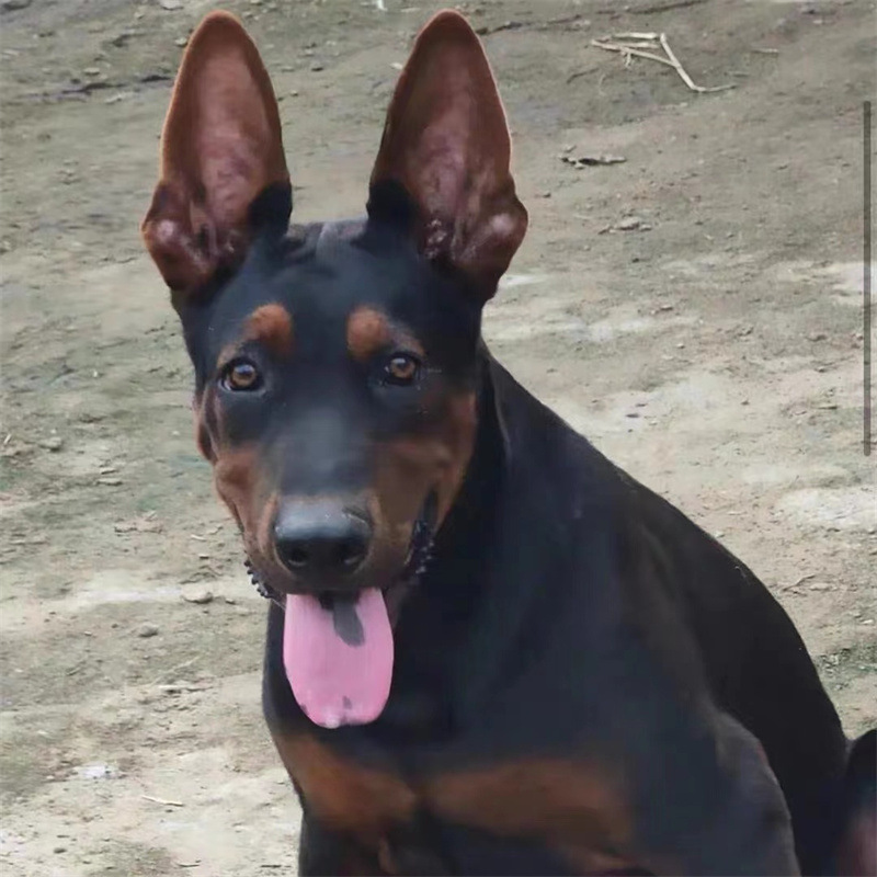 出售精品莱州红犬活体幼犬苏联红大型猛犬小狗纯种双血统莱州红犬