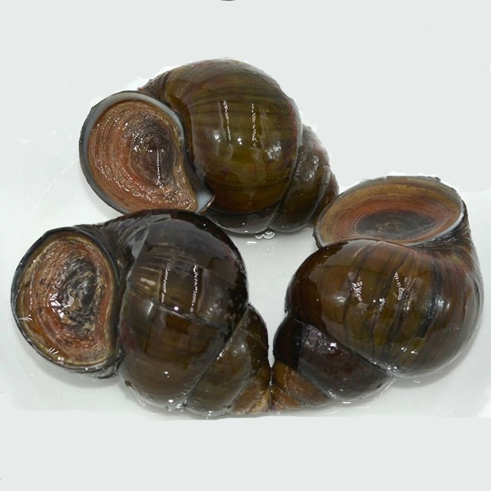 鲜活螺蛳 微山湖野生清水活体田螺 石螺 现抓现发包清洗包邮包活