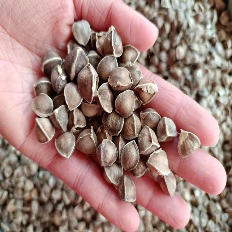 批发辣木籽 大中小子 食用一件代发量大从优