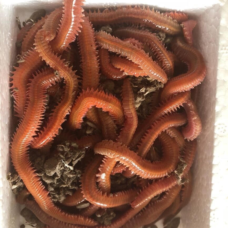 沙蚕 活饵包邮海蜈蚣海蚯蚓青虫活饵海钓饵鲤鱼饵 野钓海钓活沙蚕