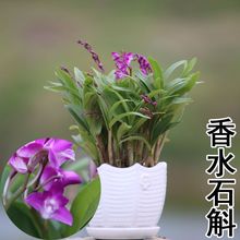 澳洲香水石斛兰花小型盆栽开花浓香型室内阳台好养耐寒花卉