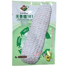 三江天贵糯161甜加糯型大棒玉米种子早熟产量高甜糯好吃抗热性好