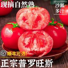 泾阳普罗旺斯沙瓤西红柿当季生吃水果小番茄新鲜自然熟蔬菜大
