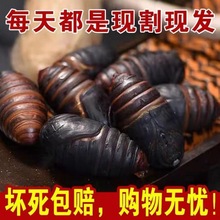 大黑蚕蛹鲜活蝉蛹大黄柞蚕蛹新鲜级大茧子野生烧烤食材东北特产