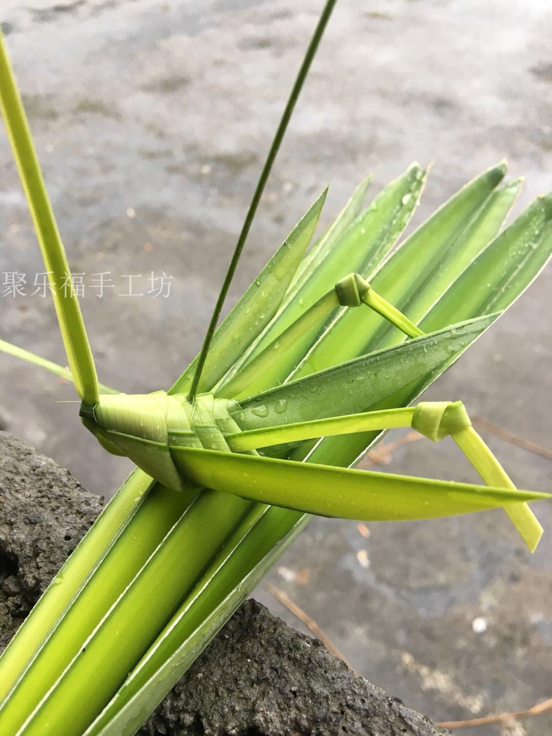 草编蚂蚱图解图片